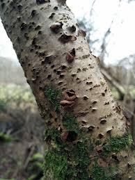 Attēlu rezultāti vaicājumam “Encoelia furfuracea”