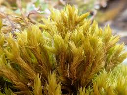 Attēlu rezultāti vaicājumam “Grimmia muehlenbeckii”