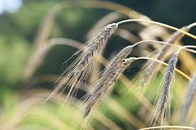 Image result for Secale cereale