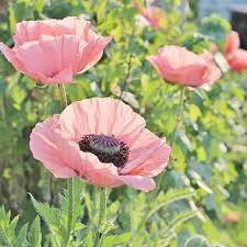 Attēlu rezultāti vaicājumam “Papaver”
