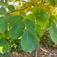 Attēlu rezultāti vaicājumam “Cladrastis kentukea leaf”