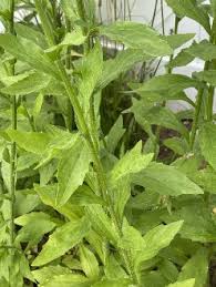 Attēlu rezultāti vaicājumam “Erigeron annuus leaf”