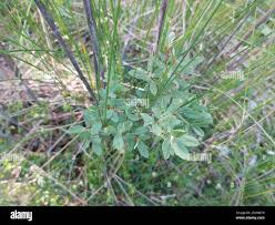 Attēlu rezultāti vaicājumam “Salix myrtilloides”