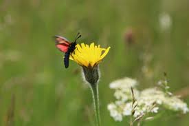 Attēlu rezultāti vaicājumam “Leontodon hispidus”