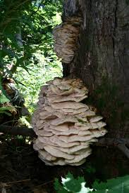 Attēlu rezultāti vaicājumam “Climacodon septentrionalis”