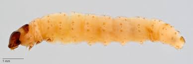 Attēlu rezultāti vaicājumam “Cydia pomonella”