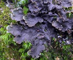 Attēlu rezultāti vaicājumam “Hemitrichia calyculata stalked”