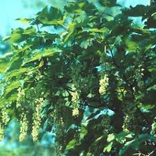 Attēlu rezultāti vaicājumam “Acer pseudoplatanus fo. purpurascens flower”