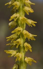 Attēlu rezultāti vaicājumam “Herminium monorchis flower”
