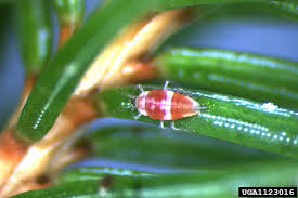 Attēlu rezultāti vaicājumam “Coniopterygidae”