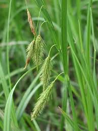 Attēlu rezultāti vaicājumam “Carex loliacea leaf”