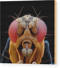 Attēlu rezultāti vaicājumam “Drosophila melanogaster”