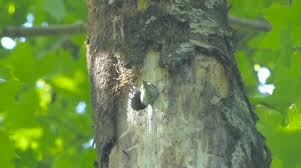 Attēlu rezultāti vaicājumam “Dendrocopos medius nest”