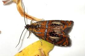 Attēlu rezultāti vaicājumam “Olethreutes arcuella”