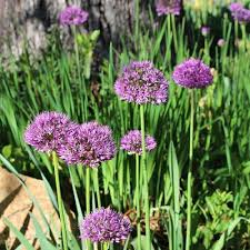Attēlu rezultāti vaicājumam “Allium holandicum”