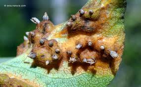 Attēlu rezultāti vaicājumam “Gymnosporangium sabinae”