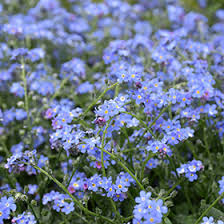 Image result for Myosotis sylvatica