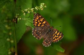 Attēlu rezultāti vaicājumam “Hamearis lucina”