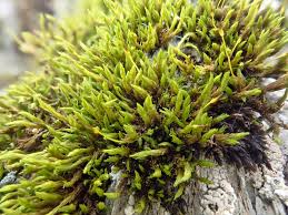 Attēlu rezultāti vaicājumam “Racomitrium heterostichum”