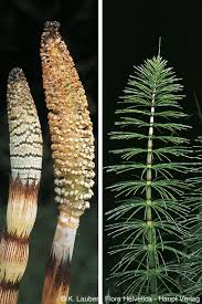 Attēlu rezultāti vaicājumam “Equisetum telmateia”