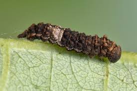 Attēlu rezultāti vaicājumam “Limenitis populi”