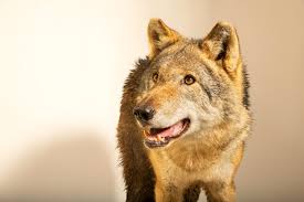 Attēlu rezultāti vaicājumam “Canis lupus”