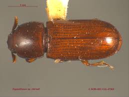Attēlu rezultāti vaicājumam “Tenebrionidae”