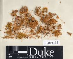 Attēlu rezultāti vaicājumam “Dicranella cerviculata”