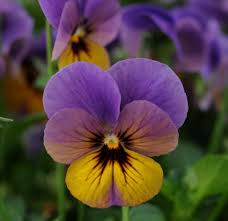 Attēlu rezultāti vaicājumam “Viola uliginosa flower”
