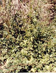 Attēlu rezultāti vaicājumam “Chenopodium rubrum leaf”