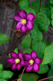 Attēlu rezultāti vaicājumam “Clematis flower”