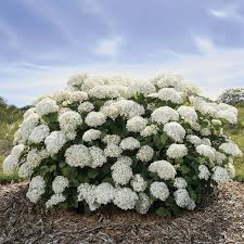 Attēlu rezultāti vaicājumam “Hydrangea”