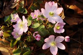 Attēlu rezultāti vaicājumam “Isopyrum thalictroides flower”
