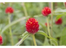 Image result for Kugelamarant