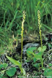 Attēlu rezultāti vaicājumam “Malaxis monophyllos flower”