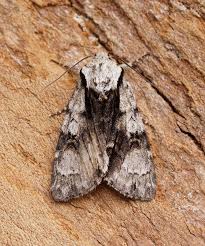 Attēlu rezultāti vaicājumam “Acronicta alni”