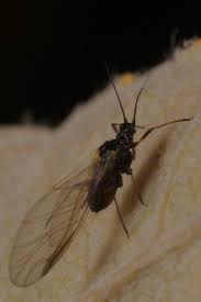 Attēlu rezultāti vaicājumam “Rhopalosiphum oxyacanthae”