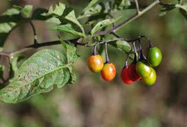 Attēlu rezultāti vaicājumam “Solanum dulcamara fruit”