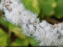 Attēlu rezultāti vaicājumam “Prociphilus xylostei”