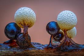 Attēlu rezultāti vaicājumam “Lamproderma violaceum”