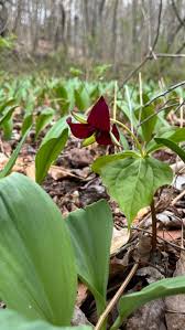 Attēlu rezultāti vaicājumam “Avena sativa fruit”