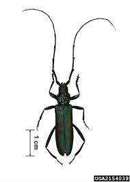 Attēlu rezultāti vaicājumam “Aromia moschata”
