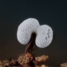 Attēlu rezultāti vaicājumam “Physarum, Nannengaella sp.”