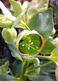 Image result for Helleborus foetidus
