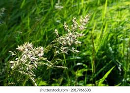 Attēlu rezultāti vaicājumam “Trisetum flavescens flower”
