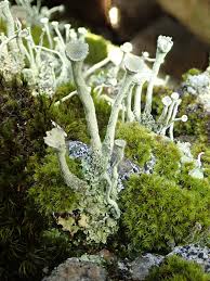 Attēlu rezultāti vaicājumam “Cladonia deformis”