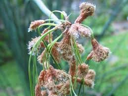 Attēlu rezultāti vaicājumam “Schoenoplectus lacustris subsp. glaucus bud”