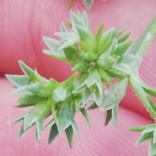 Attēlu rezultāti vaicājumam “Scleranthus annuus flower”