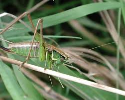 Attēlu rezultāti vaicājumam “Metrioptera roeselii”