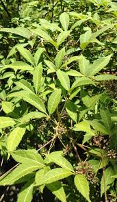 Attēlu rezultāti vaicājumam “Eleutherococcus sessiliflorus”